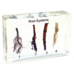 Root Systems